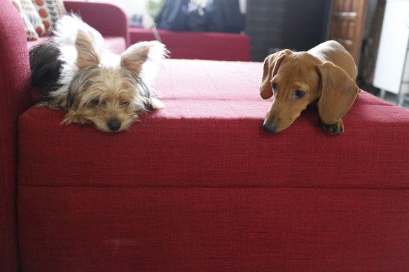 doggies on couch